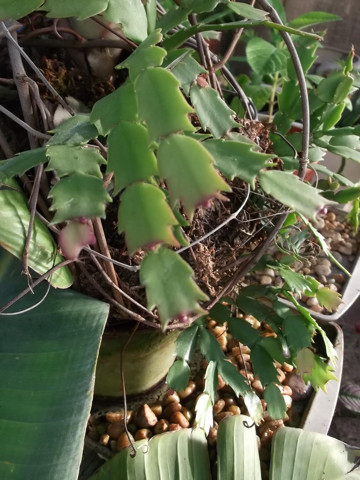 House Pot Plants