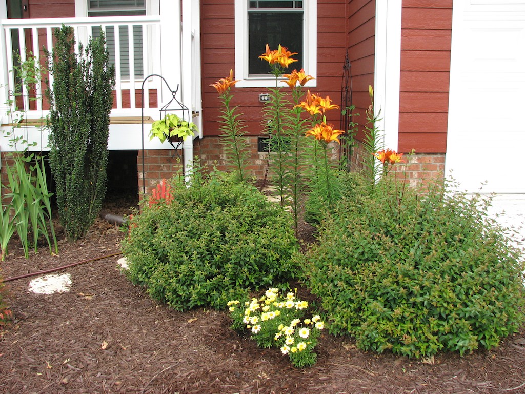 Red House Garden Ode to Abelia