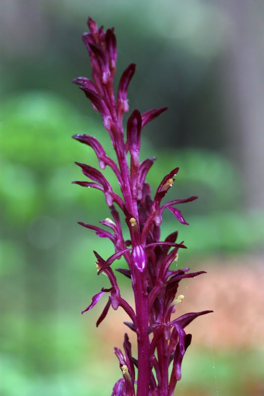 Native Orchids of the Pacific Northwest and the Canadian Rockies
