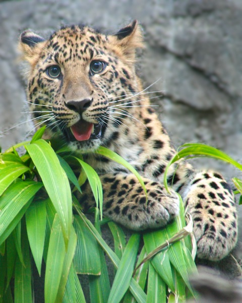 Amur leopard facts image