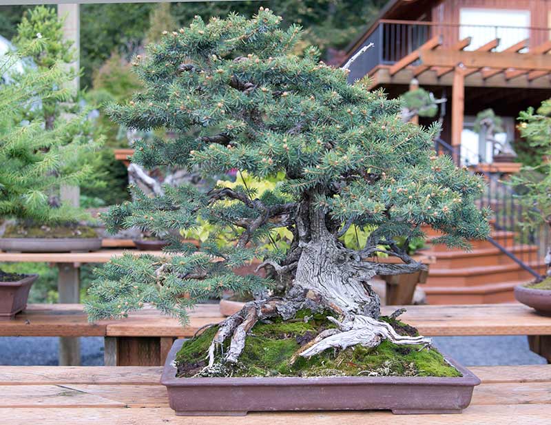 Walter's Travelogues Bonsai Mirai near Portland