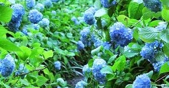 Beautiful garden ~ Most Awesome Pictures