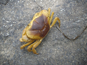 Land Crabs of Kolvan