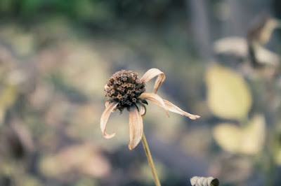 Flower, Photography by Cindy Grundsten
