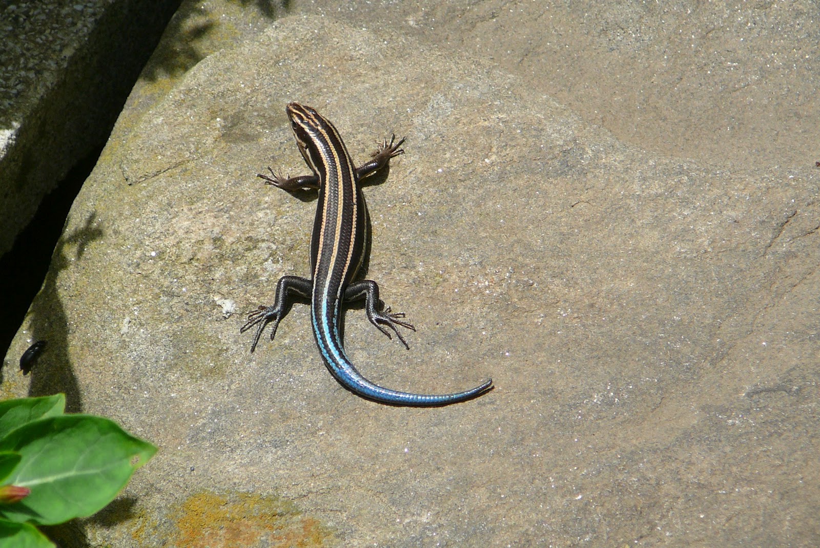 BlueTailed Skink Appalachian Folk