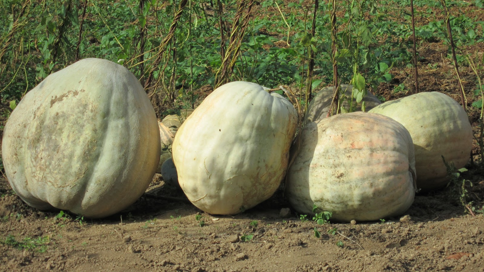 De vivos, muertos y calabazas | Imagen 1