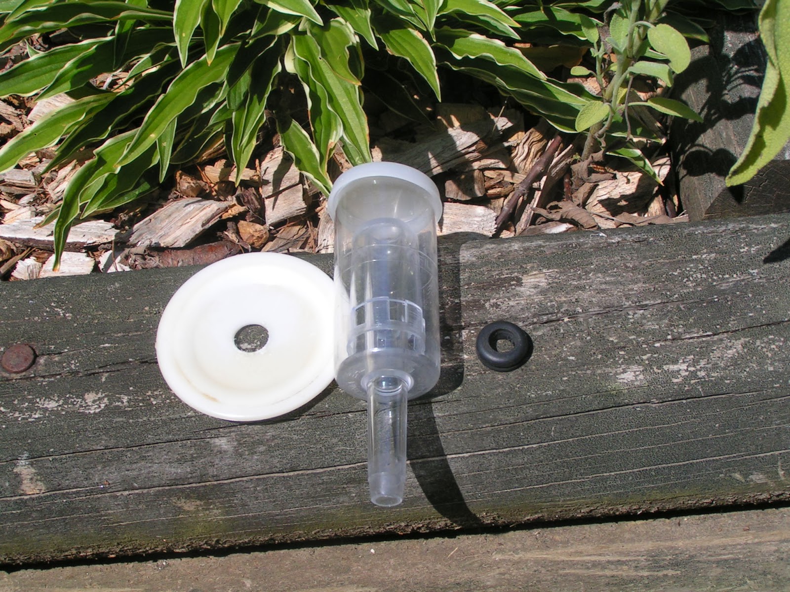 Blue Viola Farm Fermenting garlic and making airlock fermenting jars