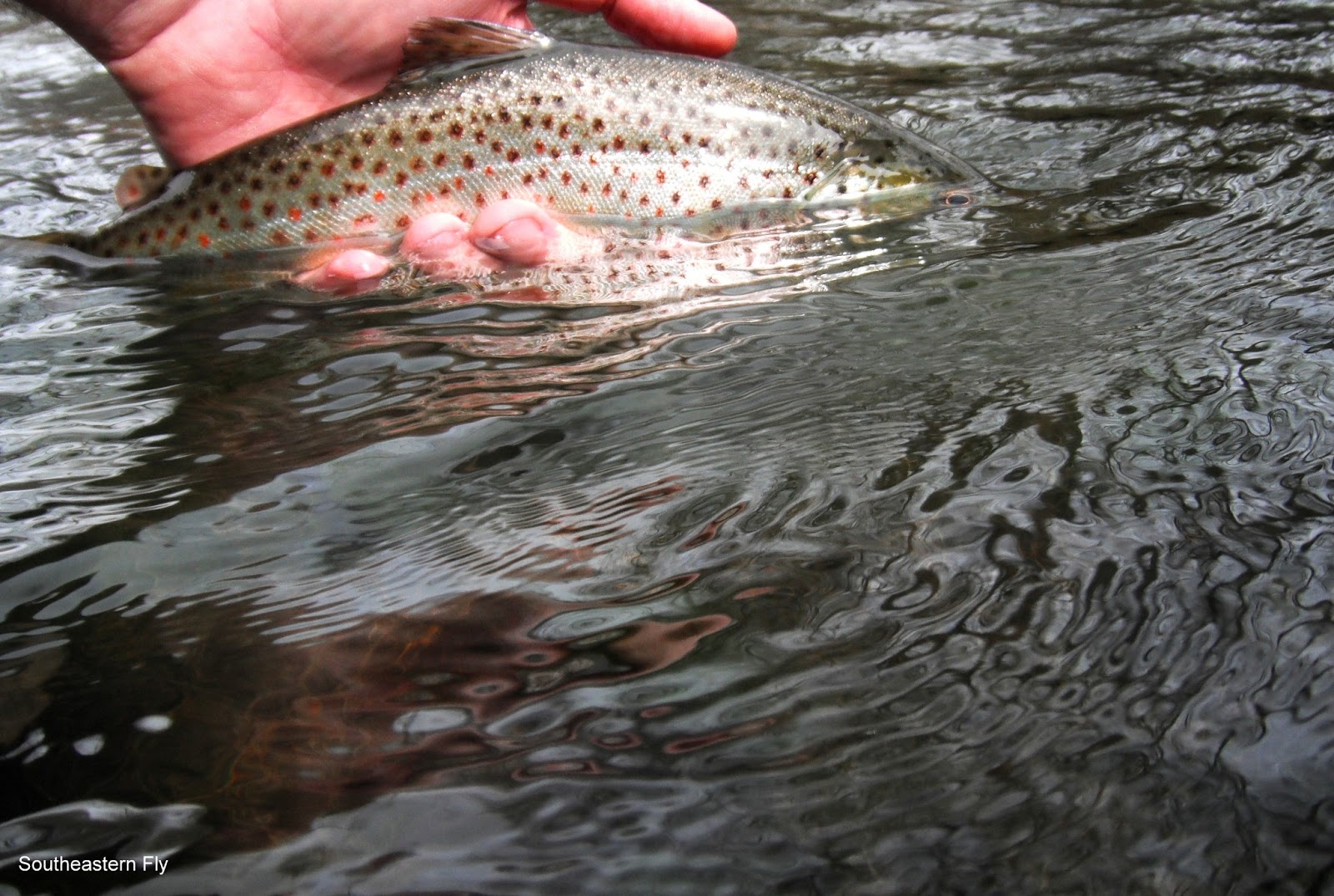 Southeastern Fly Tennessee Fly Fishing