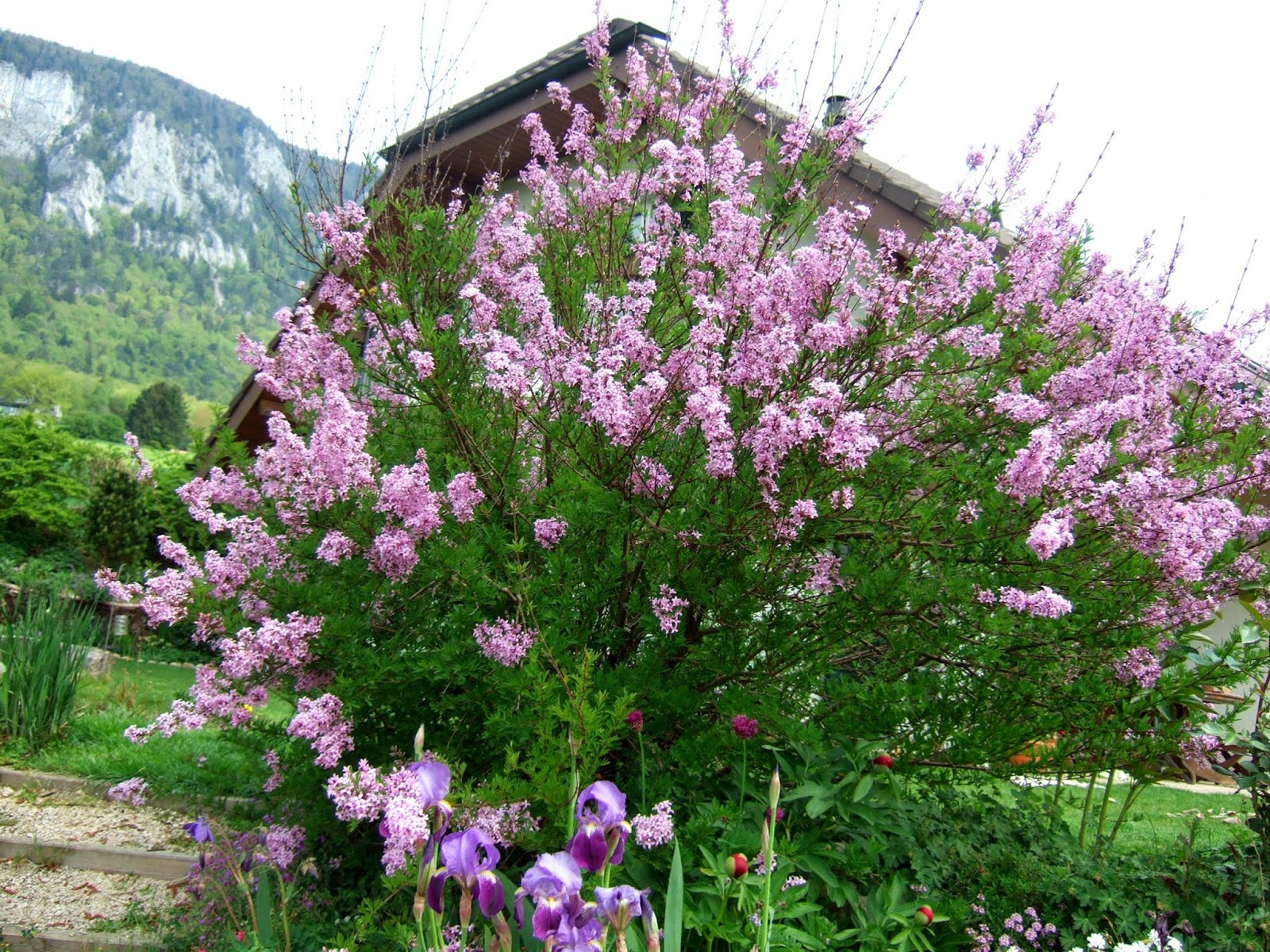 JURA GARTEN Von Rosen und Fliederblüten