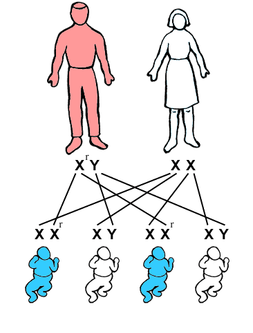 10 Penyakit Keturunan Yang Sulit Disembuhkan ~ Nuansa Dunia Kita