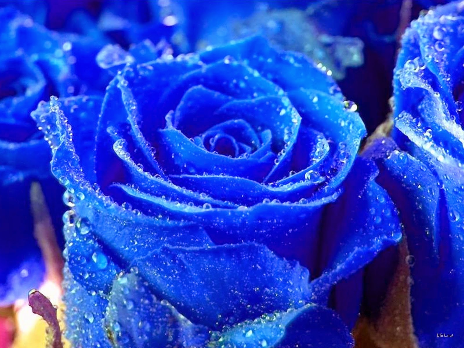 flower wallpapers flower pictures