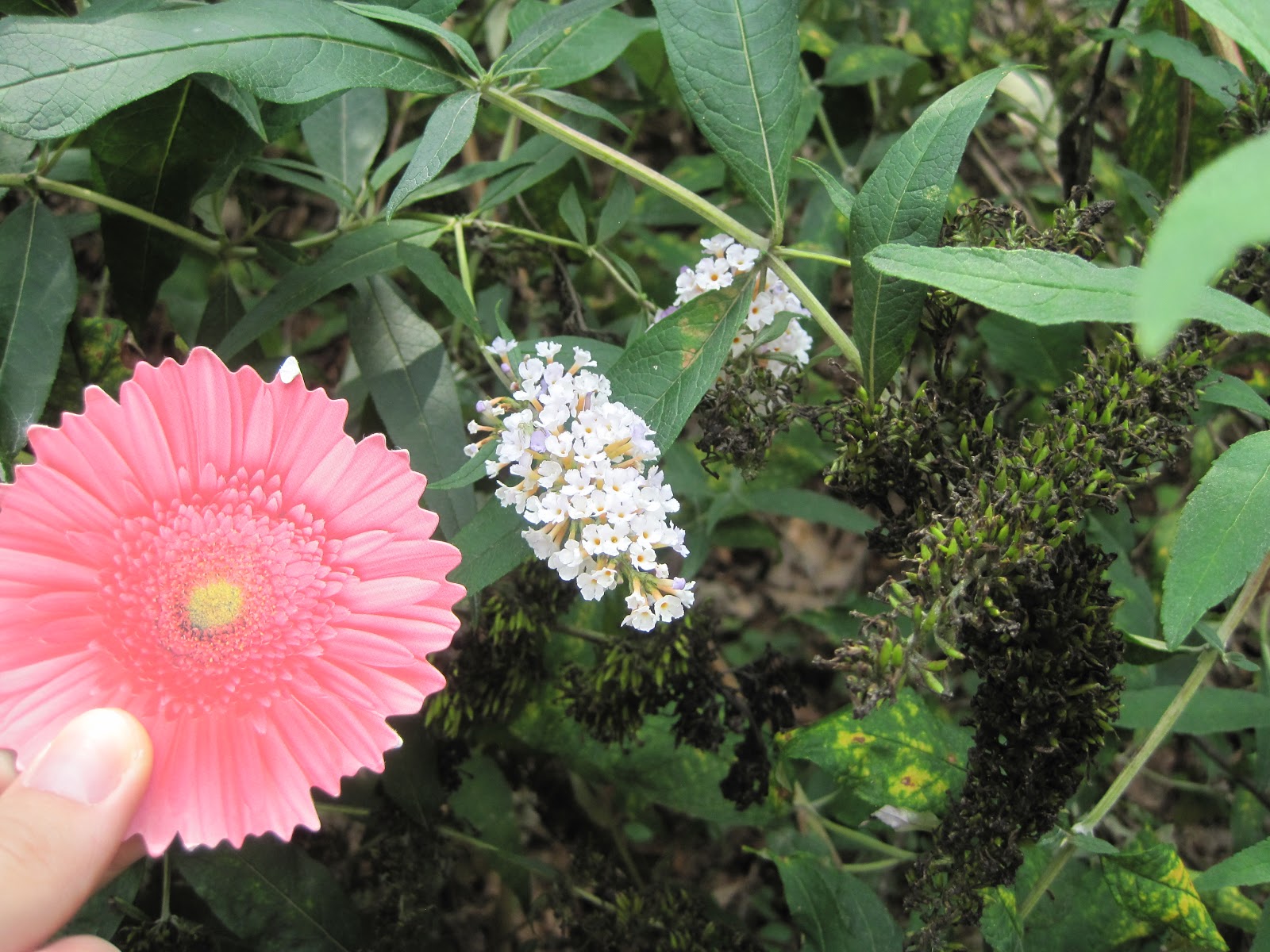AP Bio Project Anther and Filament Flower