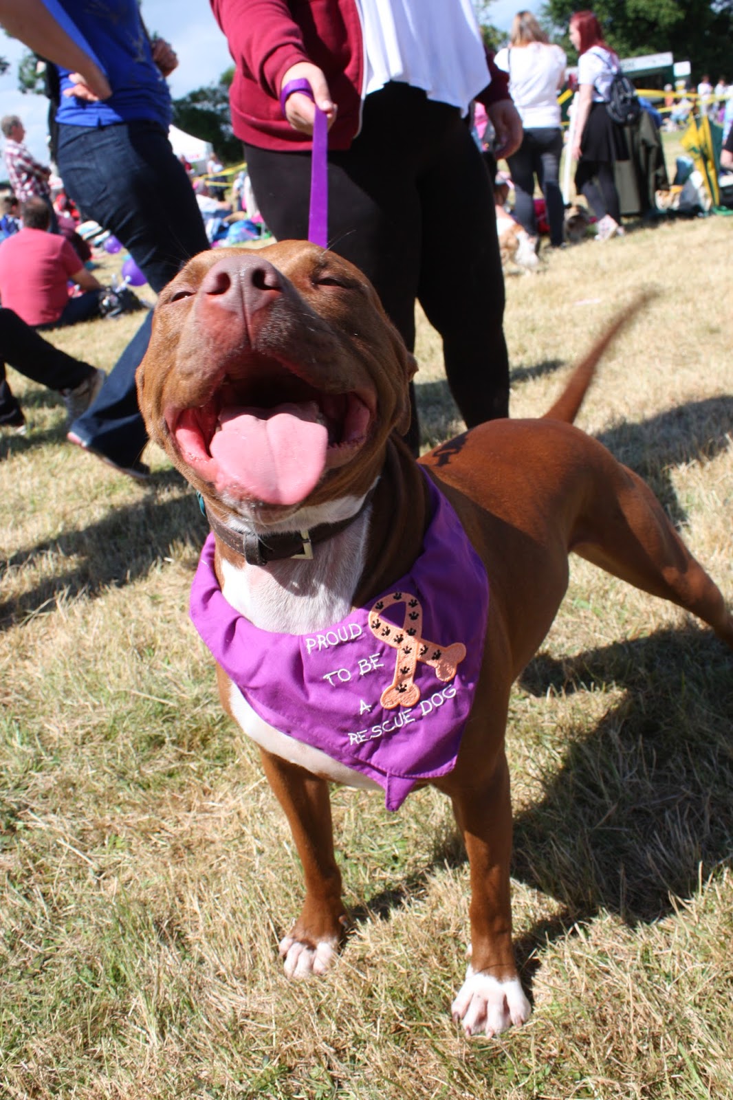 Dogs Trust Dogs Trust Shrewsbury Open Day