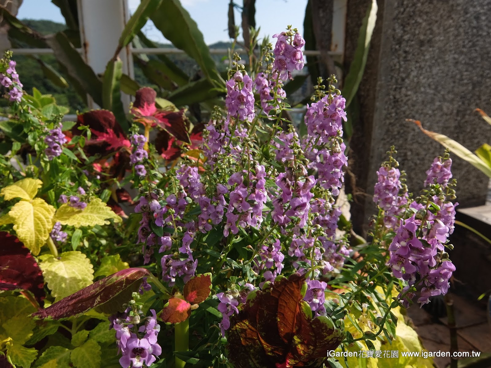 九月開的花 15年9月igarden 頂樓花園實錄 園藝部落格 Igarden 花寶愛花園園藝文摘plus