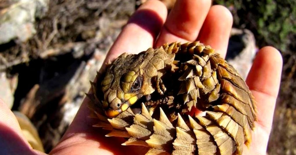 Cool Reptiles For Pets | Amazing Wallpapers