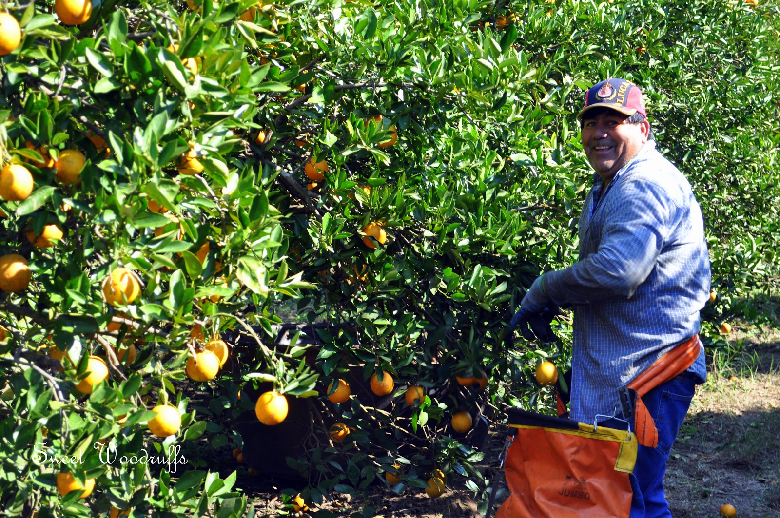 Sweet Woodruffs Florida Orange Harvest