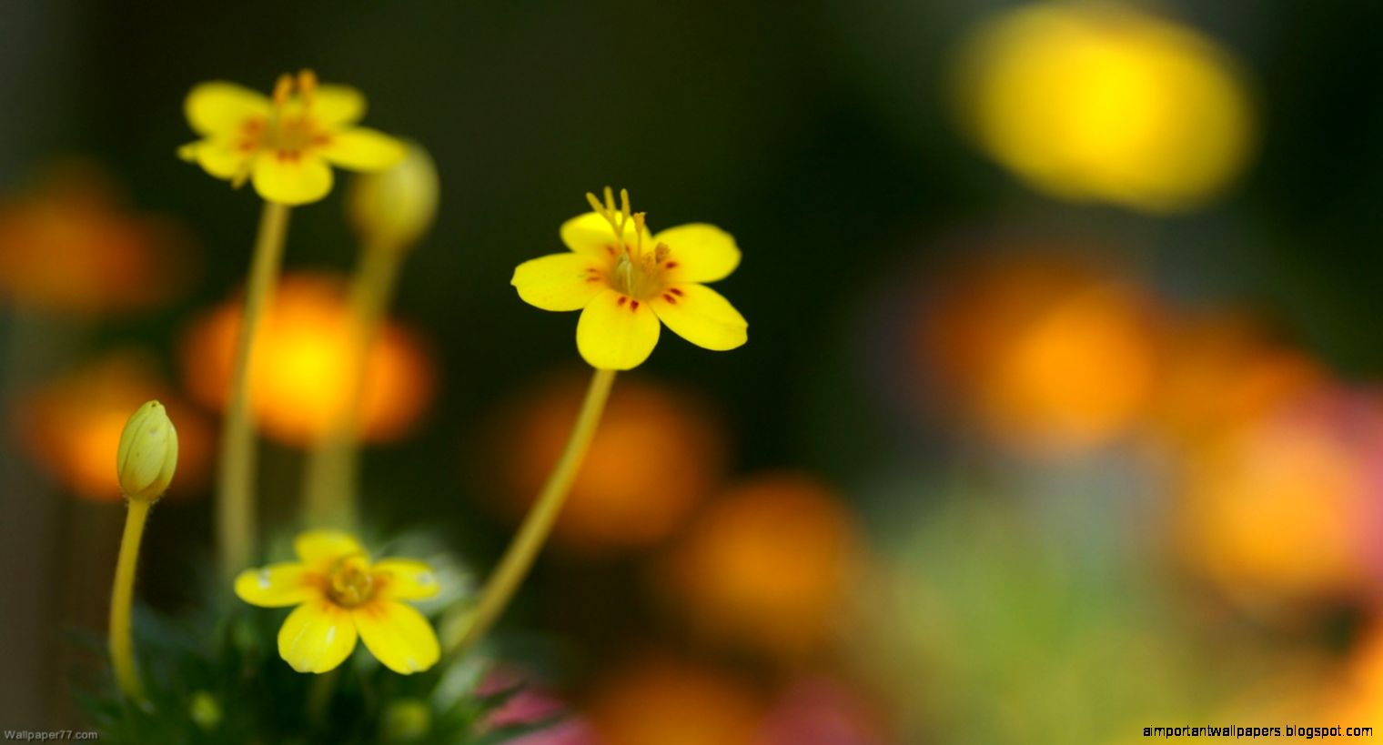 Small Yellow Flowers 1600x900 pixels Wallpapers tagged Bloom Small Yellow Flowers 1600x900 pixels Wallpapers tagged Bloom