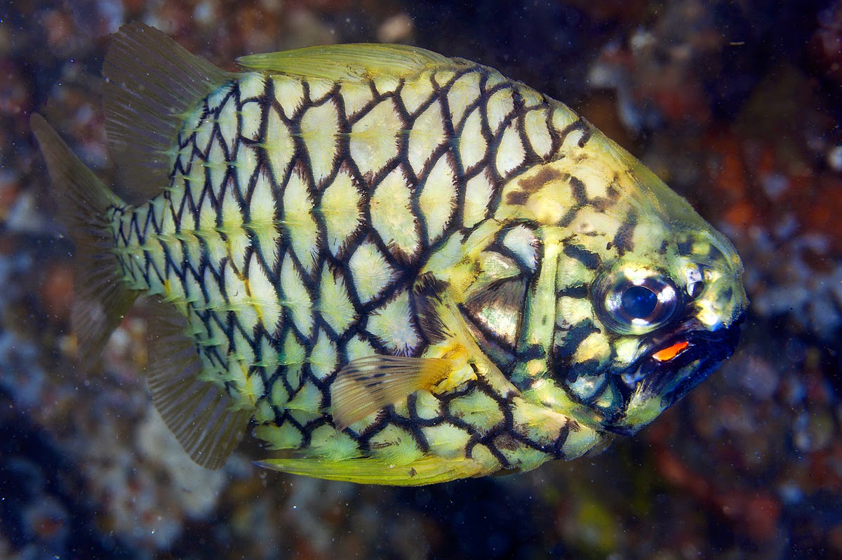 Port-and-Starboard Light Fish (Cleidopus Gloriamaris)