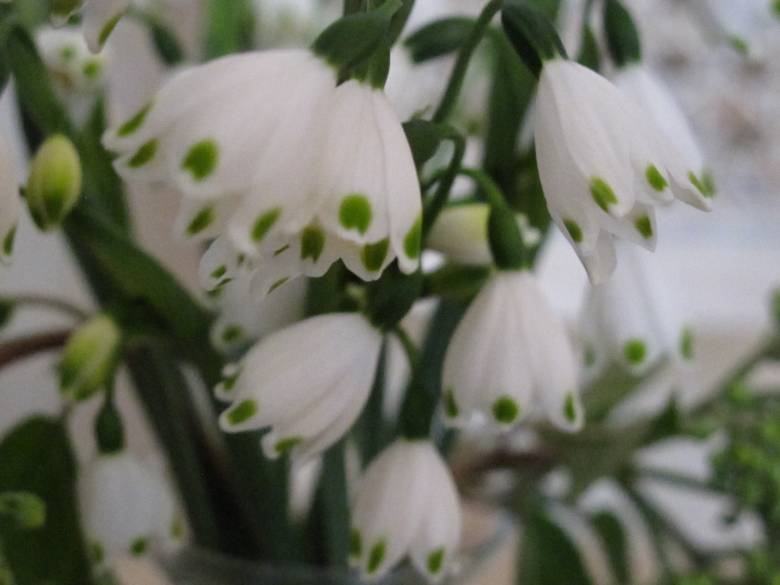 Italian Girl in Spring Greens