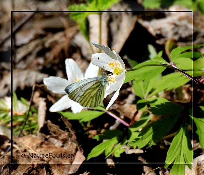 Molecular Signatures Of Selection Associated With Host Plant