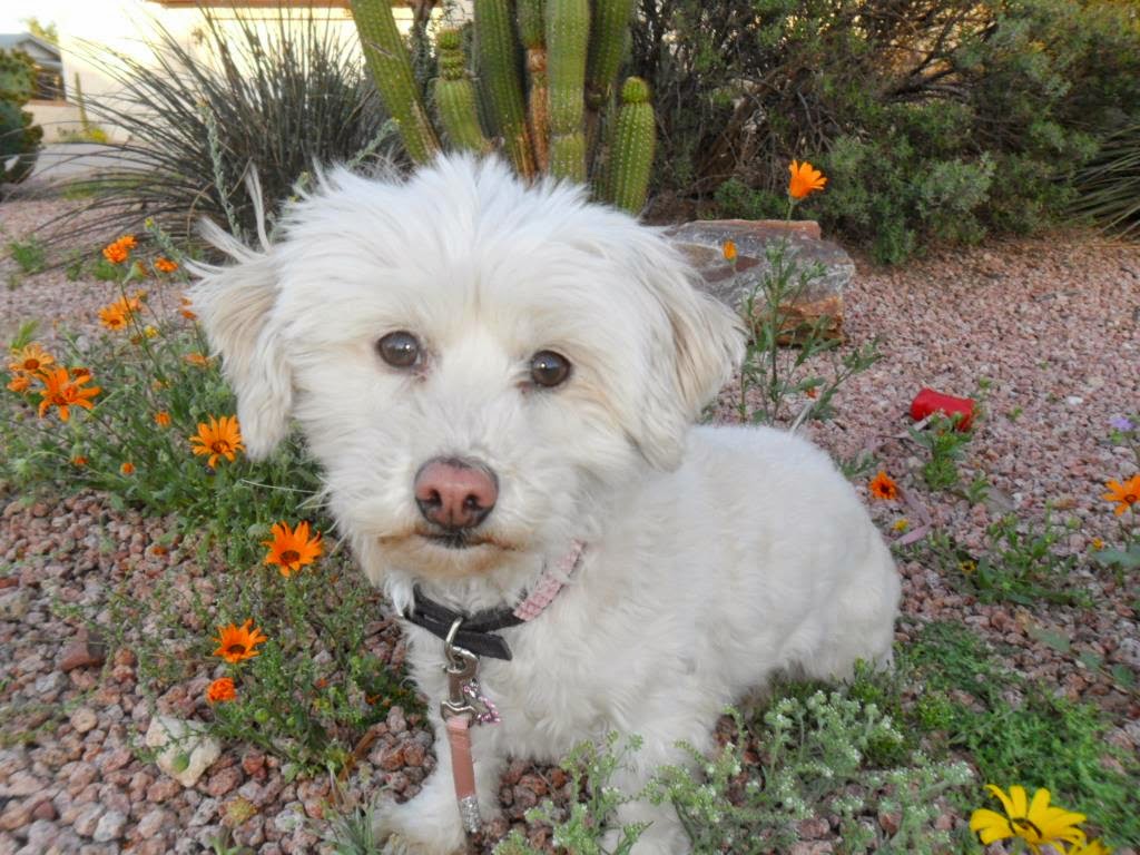 Dogs Luv Us and We Luv Them Adopt A Senior Dog Month Seniors Adopting