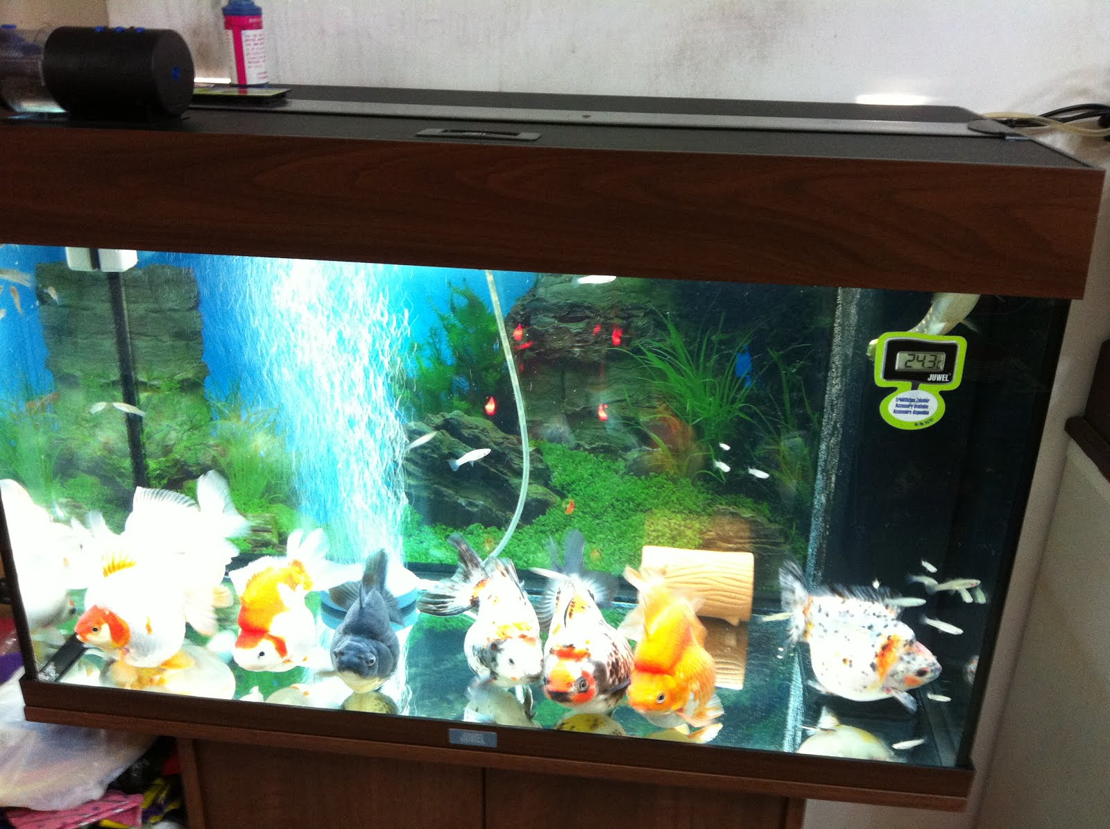 Ken C.K. Ngan: Goldfish Eggs