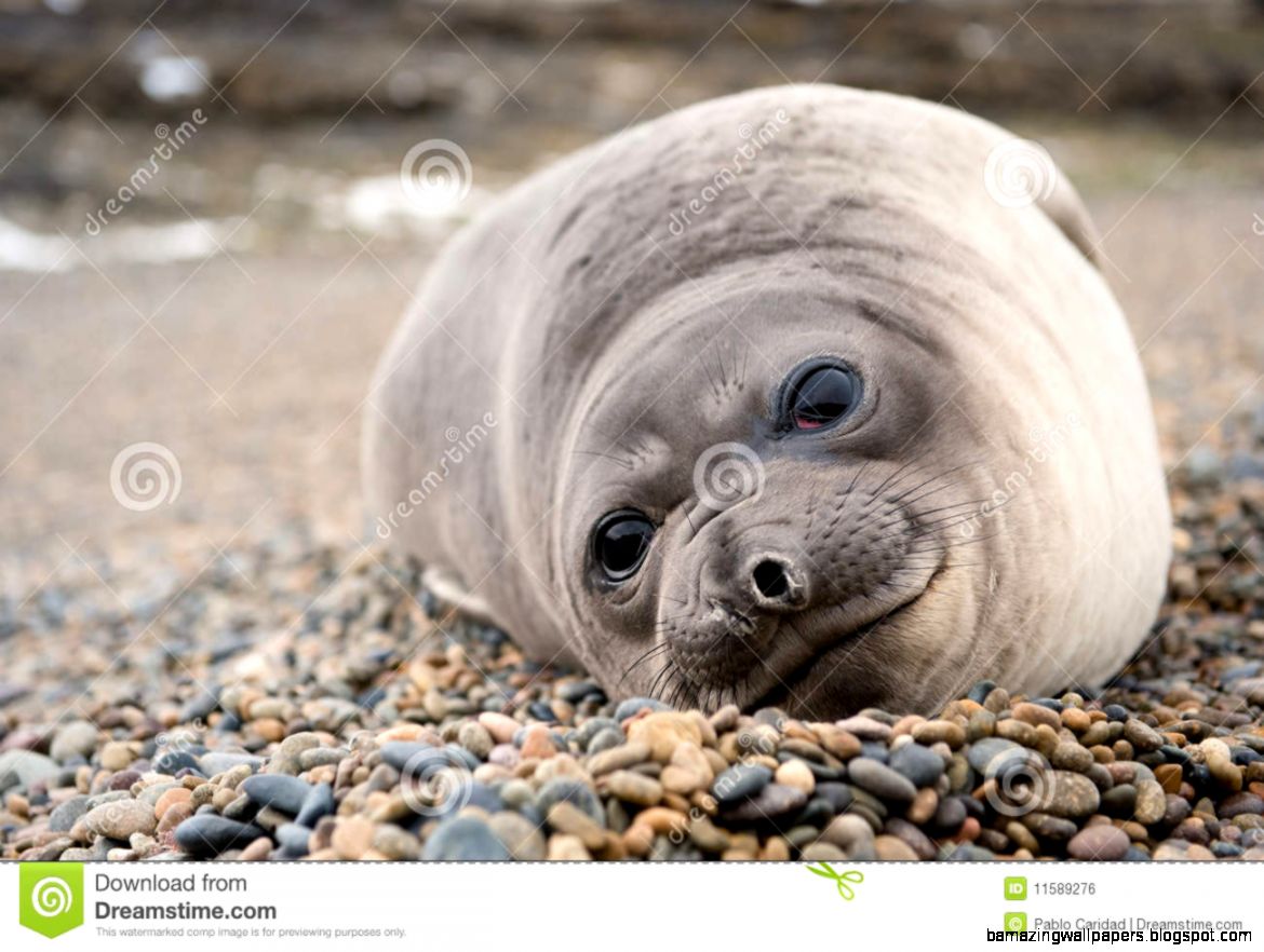 Sleeping Baby Elephant Stock Photos Images amp Pictures – 96 Images Sleeping Baby Elephant Stock Photos Images amp Pictures – 96 Images