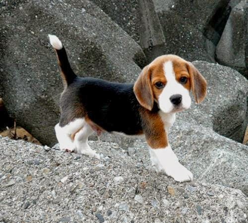 See more Beagle puppy! My dog didn't have that much black on her hind quarters, but pretty close to my baby girl! http://cutepuppyanddog.blogspot.com/