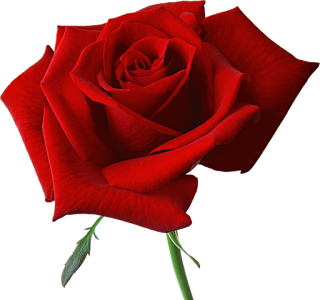     РОЗА КРАСНАЯ клипарт Red-rose-for-rose-day-love