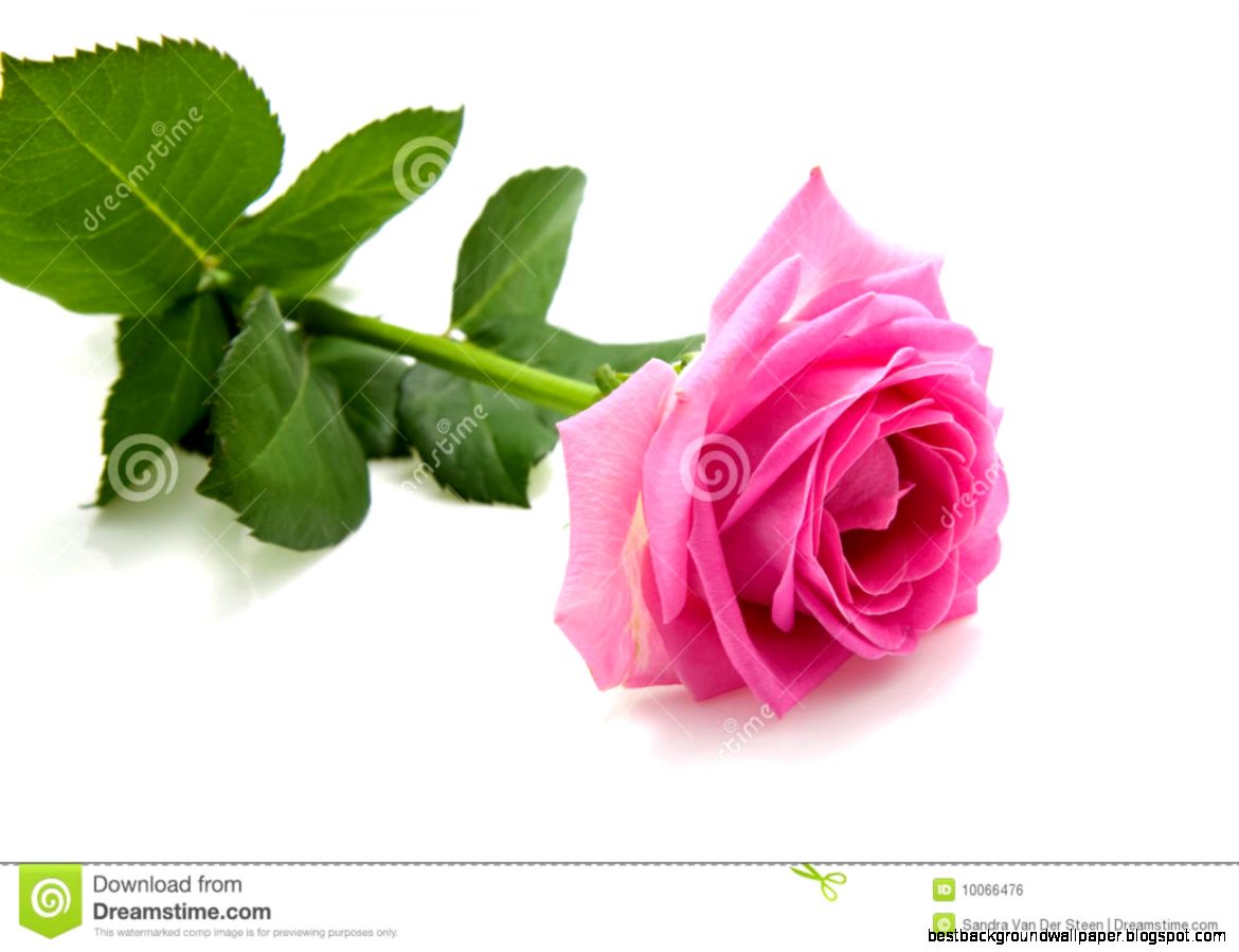 Single Pink Rose Stock Photos Images  Pictures – 12799 Images Single Pink Rose Stock Photos Images  Pictures – 12799 Images
