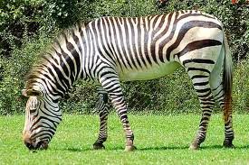 Zebra