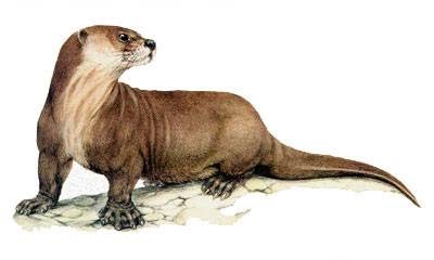 Especies en peligro de extincion: NUTRIA GIGANTE