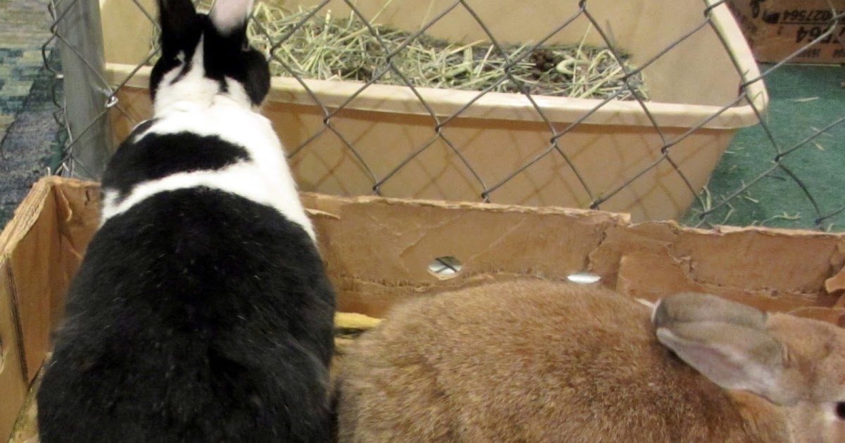 Rabbit Ramblings Do bunnies shed?!?