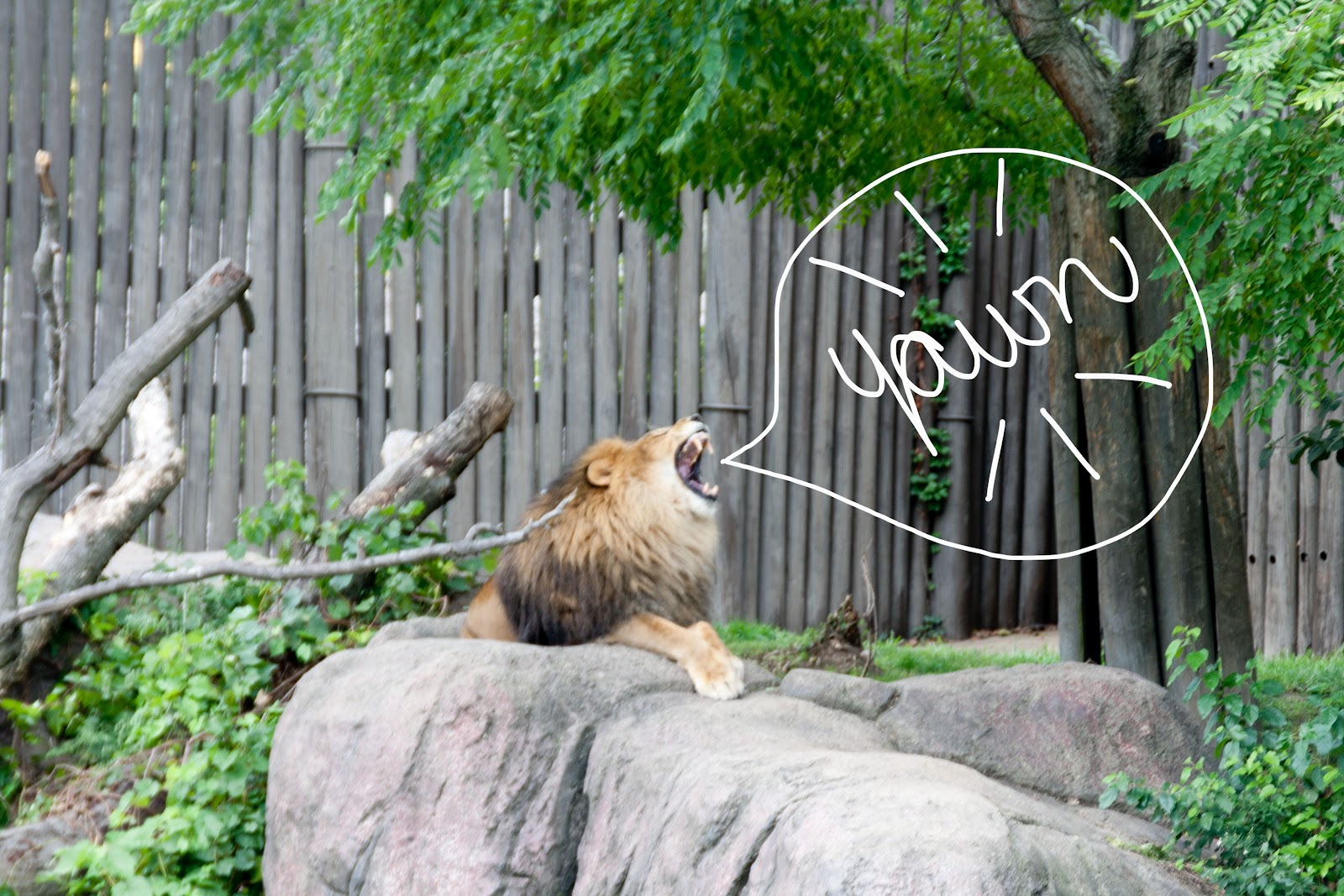 Cleveland City Guide The Cleveland Zoo Coffee + Cleveland