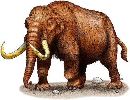 mastodonte prehistorico mastodonte prehistorico