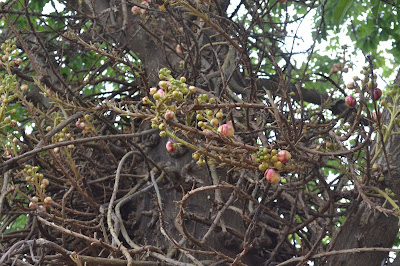 Strange tree near bindu sagar lake, Bhubaneswar 