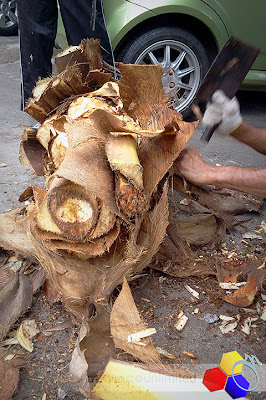 mknace unlimited | proses umbut kelapa