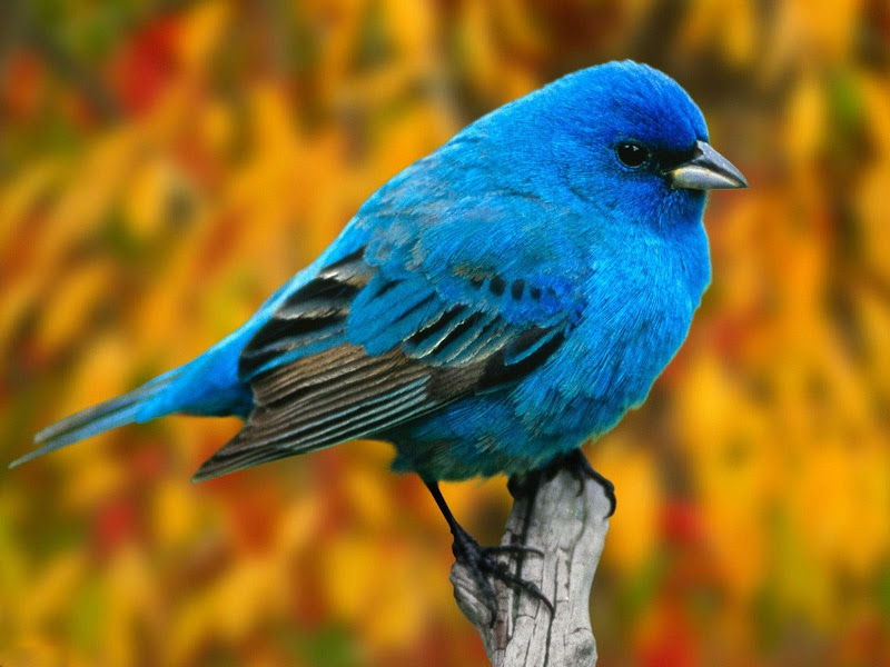 Parrot
<center>
<script async src=