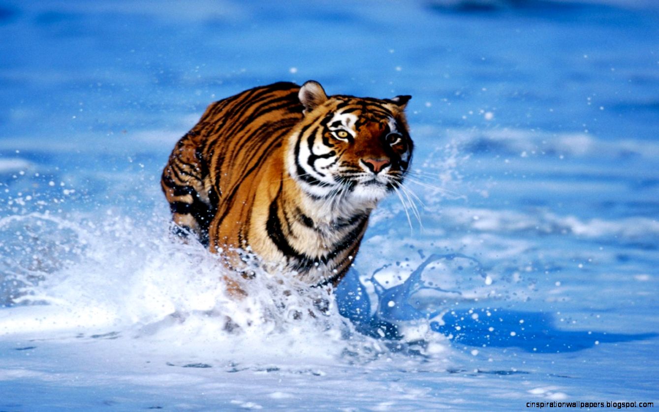 Bengal Tiger Desktop Wallpapers Bengal Tiger Desktop Wallpapers