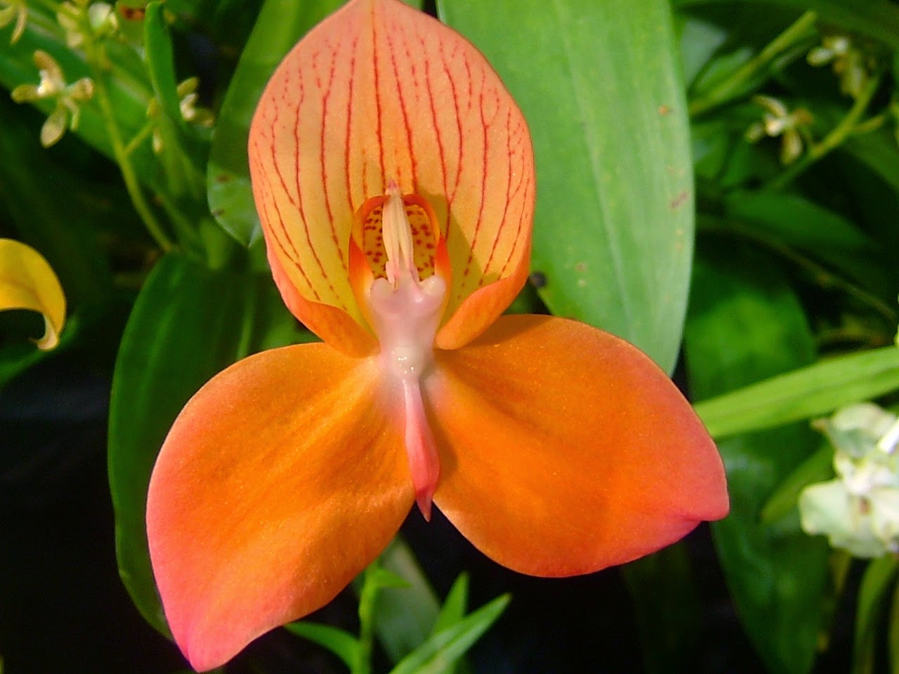 winter orchid flower color orange