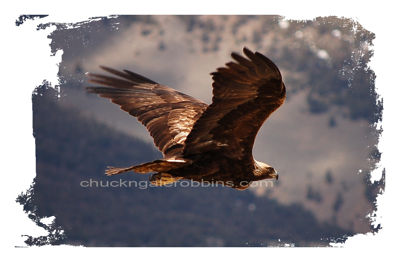 Chuck RobbinsOutdoors Montana Outdoors Golden Eagle....