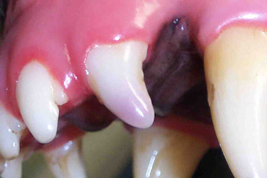 Why Is My Dog S Tooth Turning Purple Why Is My Dog S Tooth Turning Purple