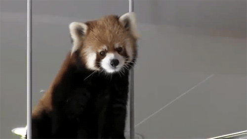 Funny animal gifs - part 106 (10 gifs), red panda ears