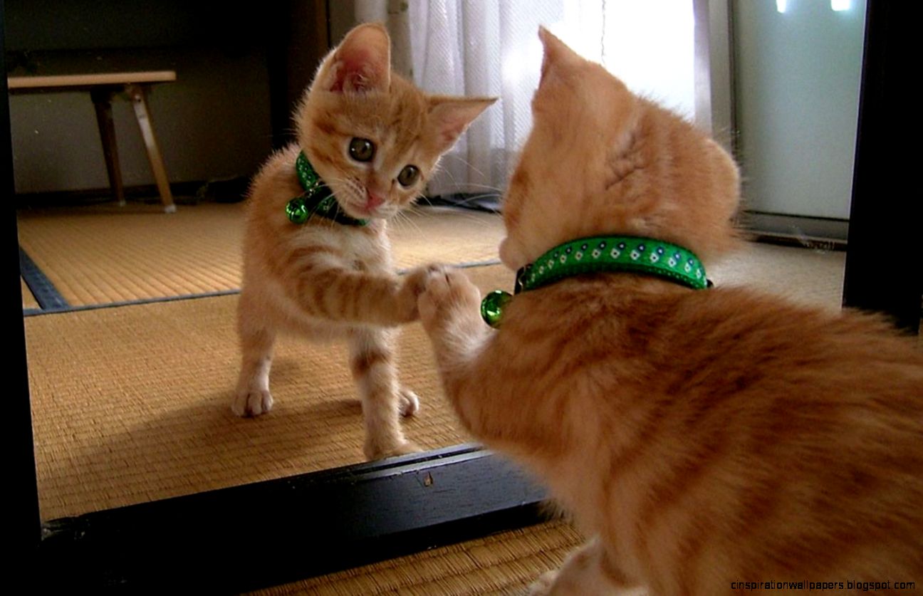 Funny Wallpapers Funny Cat Wallpaper Marriage Hd Wallpaper Funny Wallpapers Funny Cat Wallpaper Marriage Hd Wallpaper