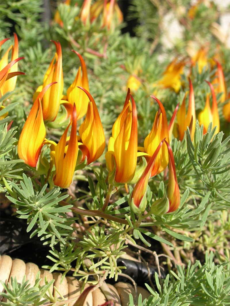 HOW TO GROW LOTUS BERTHELOTII The Garden of Eaden