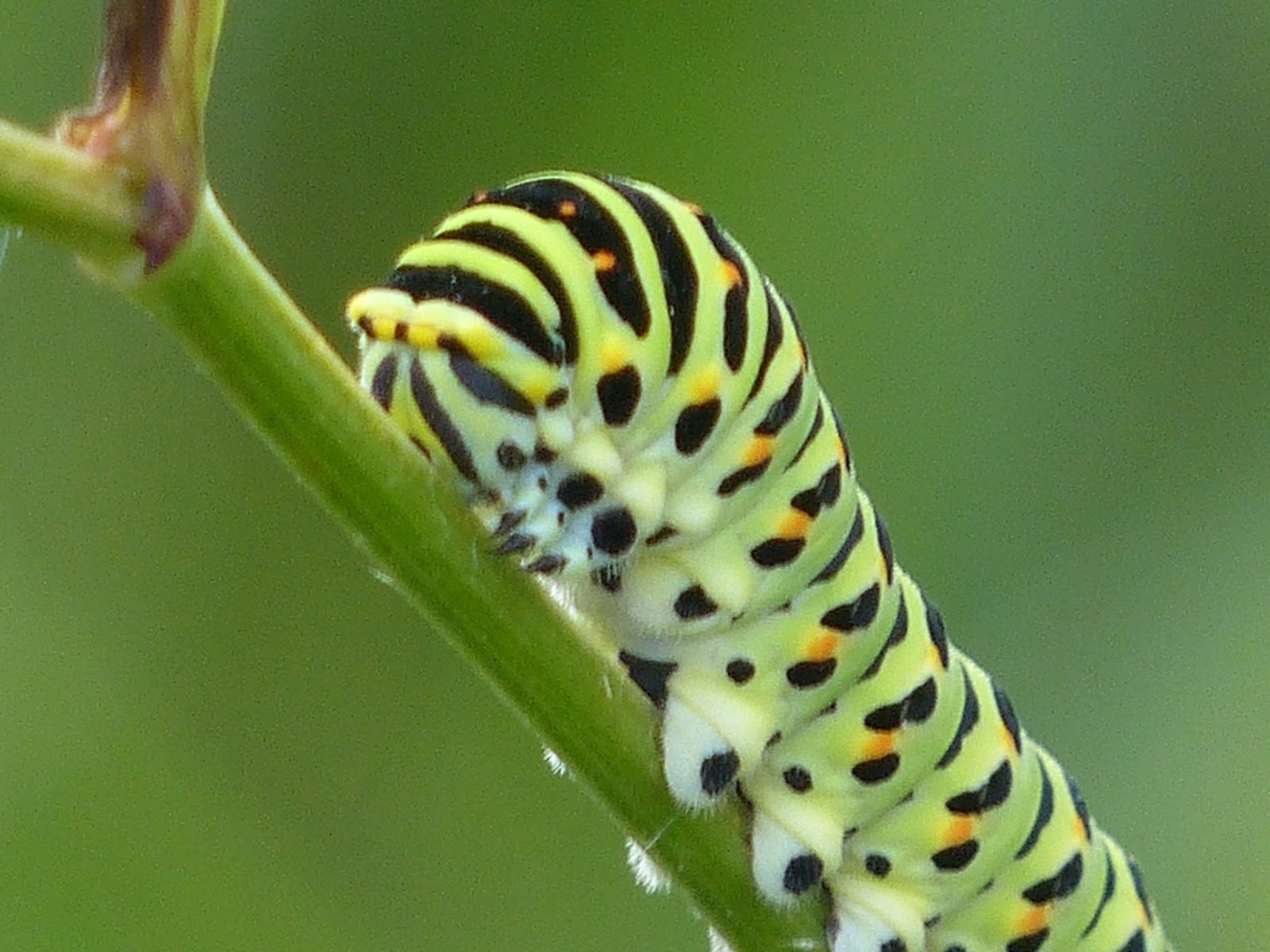 Wild and Wonderful: Lepidoptera ~ Swallowtail (caterpillars) in Norfolk