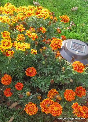 Deadhead plants to encourage more blooms