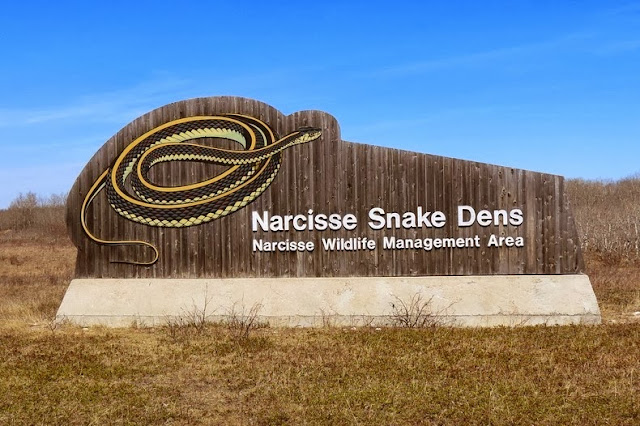 serpiente de jarretera de flancos rojos - pozos Snake Narcisse en Manitoba, Canadá