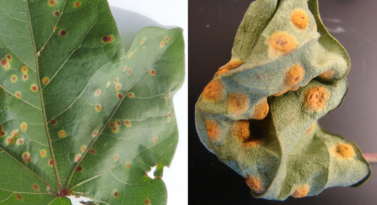NMSU Plant Clinic Southwestern Cotton Rust Diagnosed in Southern New