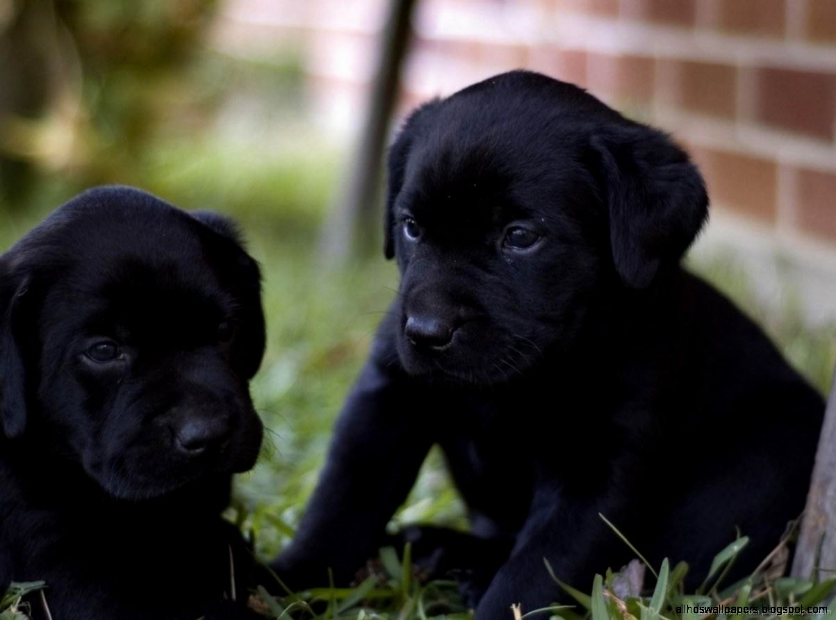 Black Labrador Retriever Puppies wallpaper Black Labrador Retriever Puppies wallpaper